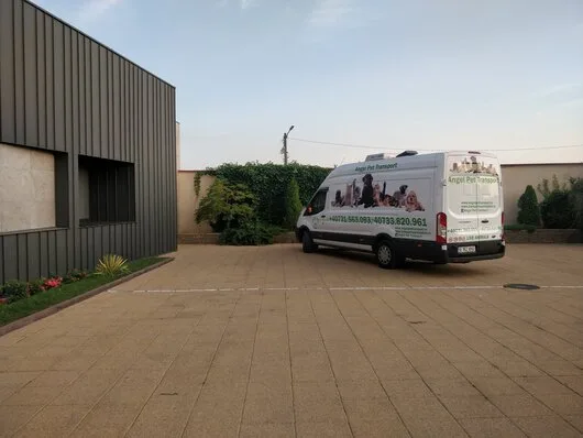 Transport international animale de companie - Bucuresti