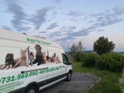 Transport international animale de companie - Bucuresti