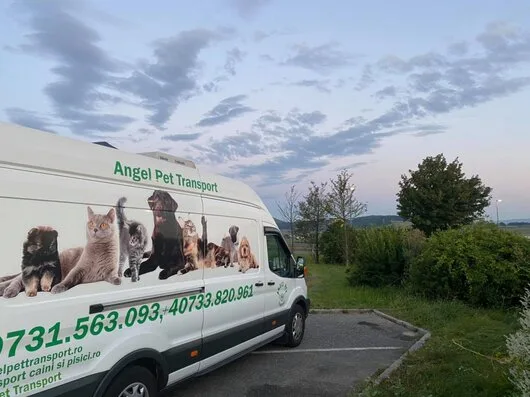 Transport international animale de companie - Bucuresti