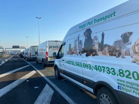 Transport international animale de companie - Bucuresti