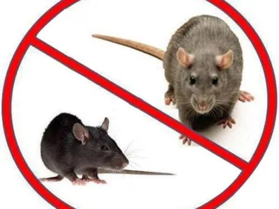 Servicii deratizare - dezinsectie - dezinfectie - Bucuresti