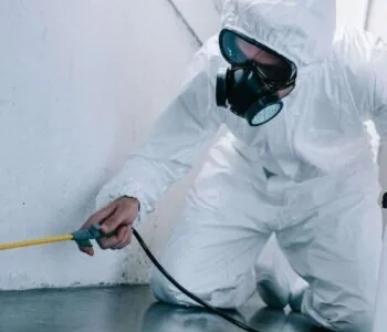 Dezinsectie - Dezinfectie si Deratizare - Bucuresti