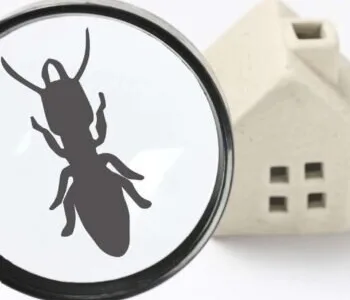 Dezinsectie - Dezinfectie si Deratizare - Bucuresti