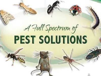 Servicii DDD Bucuresti