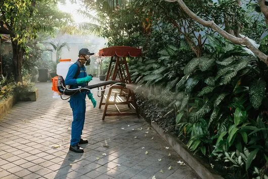 Servicii DDD Bucuresti