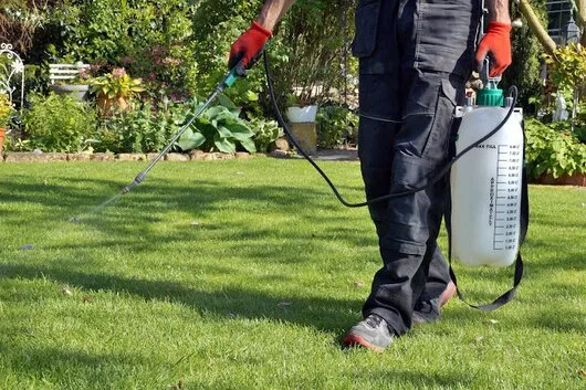 Servicii DDD Bucuresti