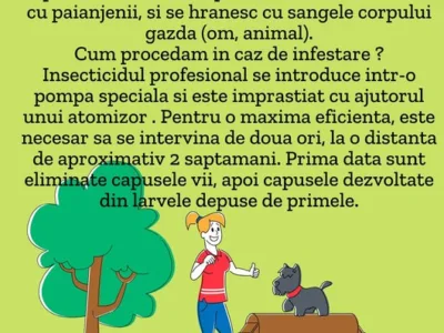 Servicii ddd non stop Bucuresti si Ilfov