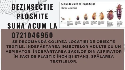 Servicii ddd non stop Bucuresti si Ilfov