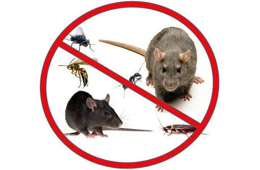 Dezinsectie - dezinfectie si deratizare Bucuresti