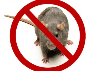 Dezinsectie - deratizare si dezinfectie - Bucuresti