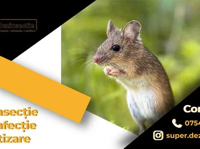 Dezinfectie - dezinsectie si deratizare - Ilfov si Bucuresti