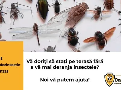 Dezinfectie - dezinsectie si deratizare - Ilfov si Bucuresti
