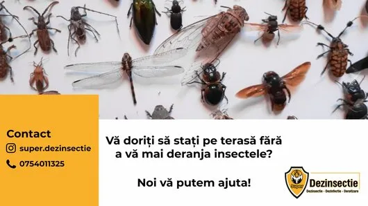 Dezinfectie - dezinsectie si deratizare - Ilfov si Bucuresti