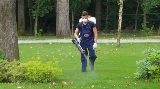 Prestare Servicii dezinsectie - dezinfectie si deratizare Ilfov