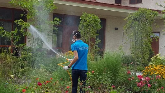 Prestare Servicii dezinsectie - dezinfectie si deratizare Ilfov