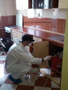 Prestare Servicii dezinsectie - dezinfectie si deratizare Ilfov