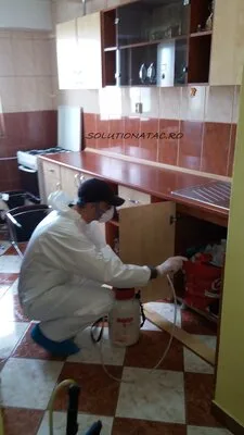 Prestare Servicii dezinsectie - dezinfectie si deratizare Ilfov