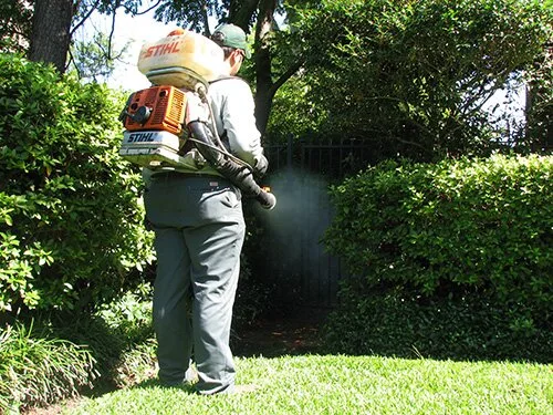 Deratizare - dezinfectie - dezinsectie - Bucuresti si Ilfov