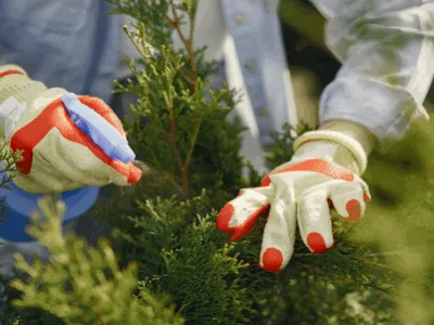 Deratizare - dezinfectie - dezinsectie - Bucuresti si Ilfov