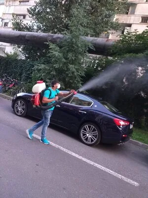 Deratizare - dezinfectie - dezinsectie - Bucuresti si Ilfov