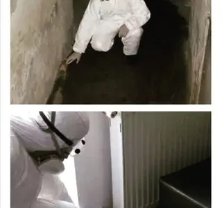 Deratizare - dezinsectie - dezinfectie - Bucuresti