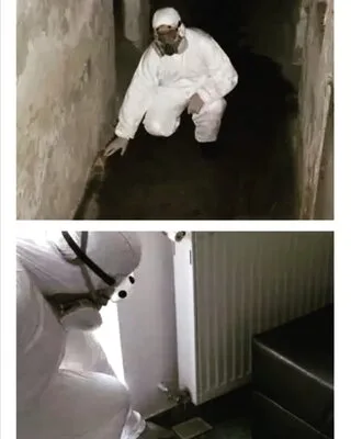 Deratizare - dezinsectie - dezinfectie - Bucuresti