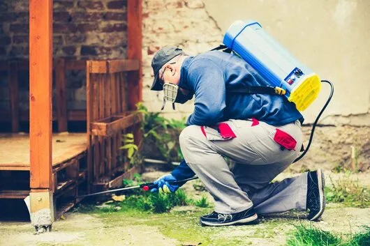 Dezinsectie - Dezinfectie si Deratizare - Bucuresti