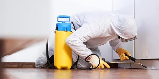 Deratizare - dezinsectie si dezinfectie - Bucuresti