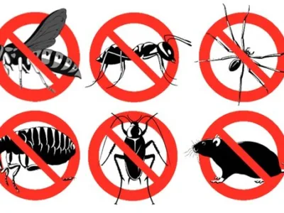 Dezinsectie - Dezinfectie - Deratizare