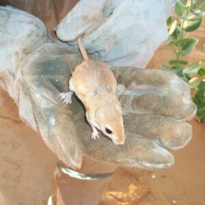 Dezinsectie - Deratizare - Dezinfectie - Bucuresti si Illfov