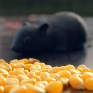 Dezinsectie - Deratizare - Dezinfectie - Bucuresti si Illfov