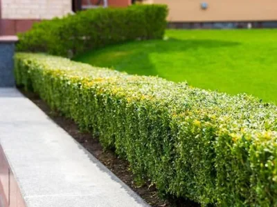 Peisagistica spatii exterioare - Bucuresti