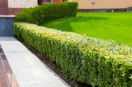 Peisagistica spatii exterioare - Bucuresti