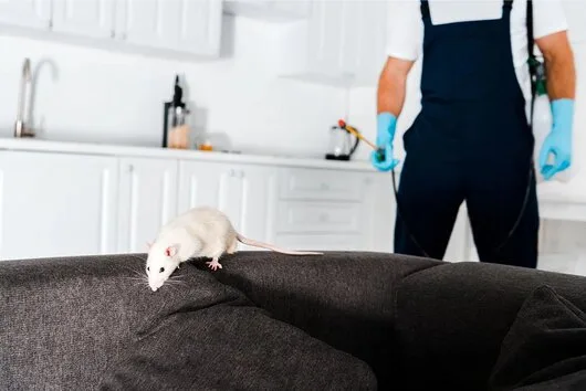 Contracte DDD - Dezinsectie Bucuresti