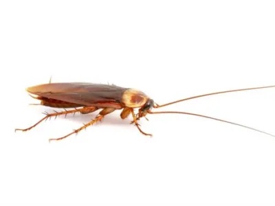 Contracte DDD - Dezinsectie Bucuresti