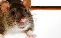 Deratizare - dezinsectie - Dezinfectie ,Bucuresti si Ilfov