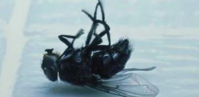 Deratizare - dezinsectie - Dezinfectie ,Bucuresti si Ilfov