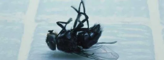 Deratizare - dezinsectie - Dezinfectie ,Bucuresti si Ilfov