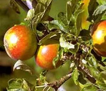 Odorheiu Secuiesc / Harghita - Firma de amenajare a spatiilor verzi
