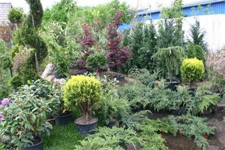 Odorheiu Secuiesc / Harghita - Firma de amenajare a spatiilor verzi