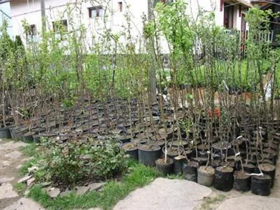 Odorheiu Secuiesc / Harghita - Firma de amenajare a spatiilor verzi