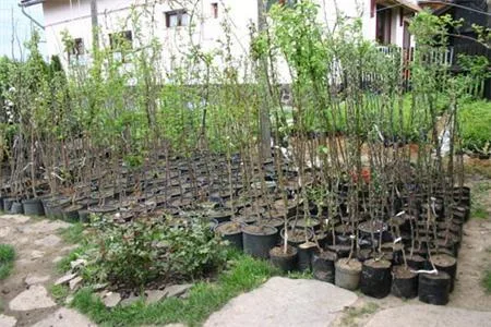 Odorheiu Secuiesc / Harghita - Firma de amenajare a spatiilor verzi