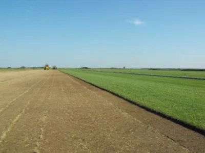 Salaj - Producerea si comercializare rulouri de gazon