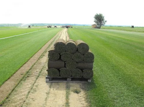 Salaj - Producerea si comercializare rulouri de gazon