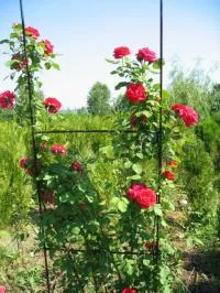 GARDEN ART