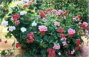 GARDEN ART