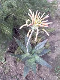 GARDEN ART