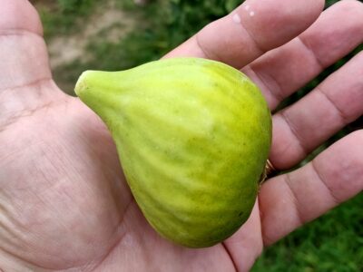 Proprietar. Casă de vânzare în Pleșești, comuna Podgoria