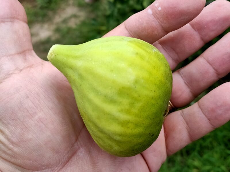 Proprietar. Casă de vânzare în Pleșești, comuna Podgoria